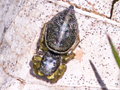 Heliophanus flavipes